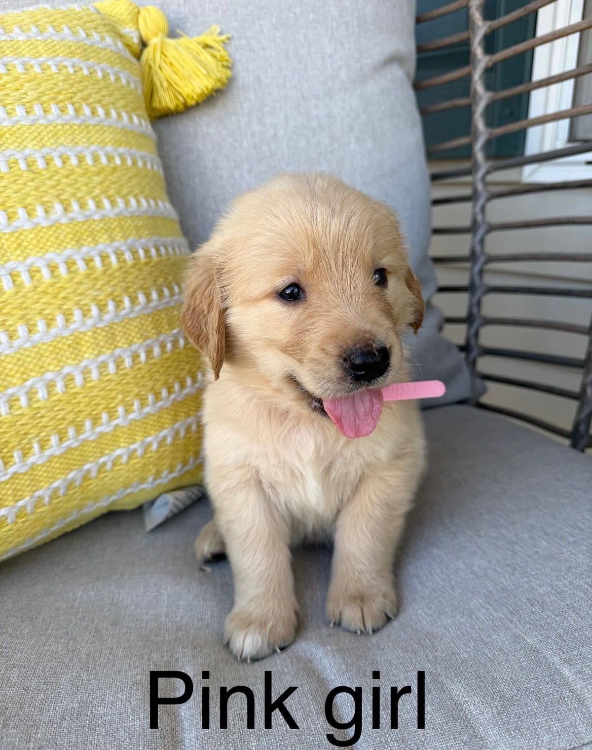 Golden Retriever Puppies breeder image 15