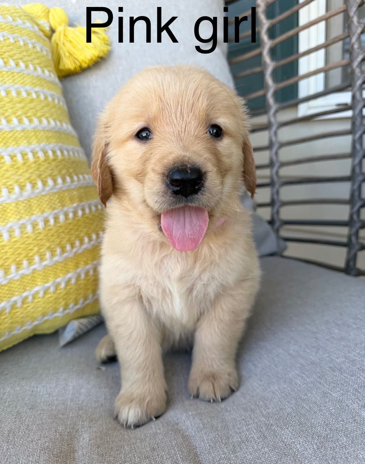 Golden Retriever Puppies breeder image 11