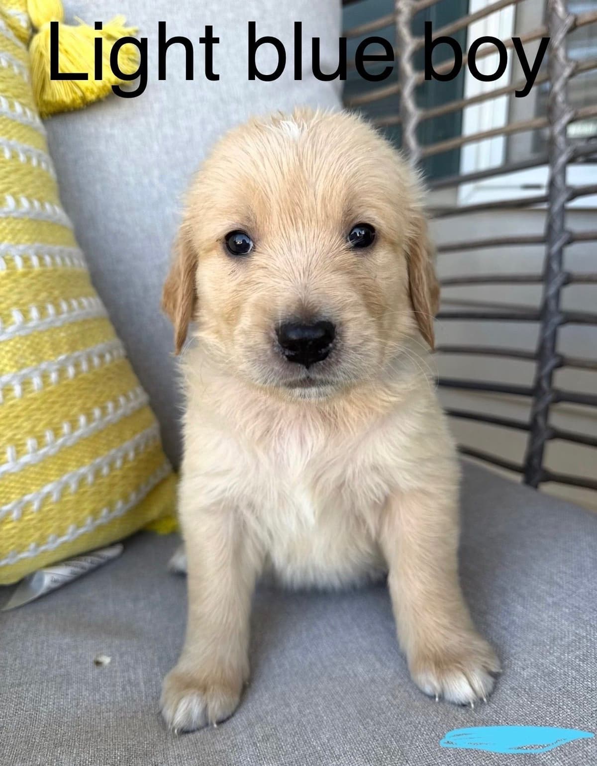 Golden Retriever Puppies breeder image 14