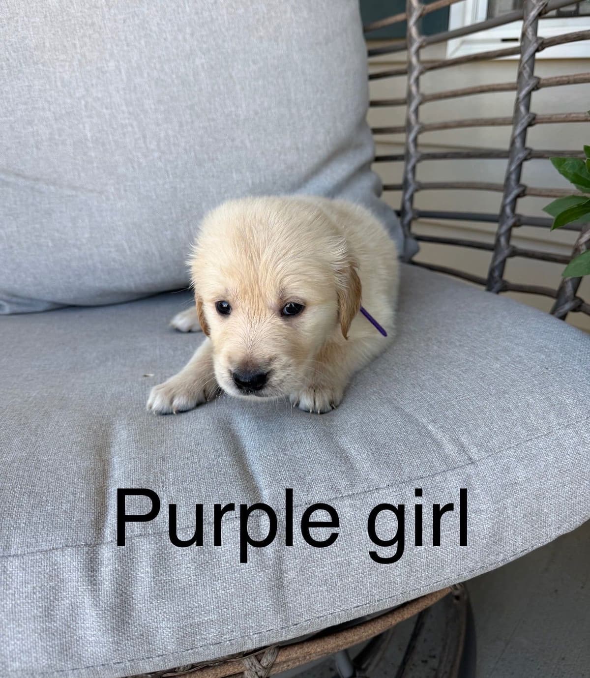 Golden Retriever Puppies breeder image 17