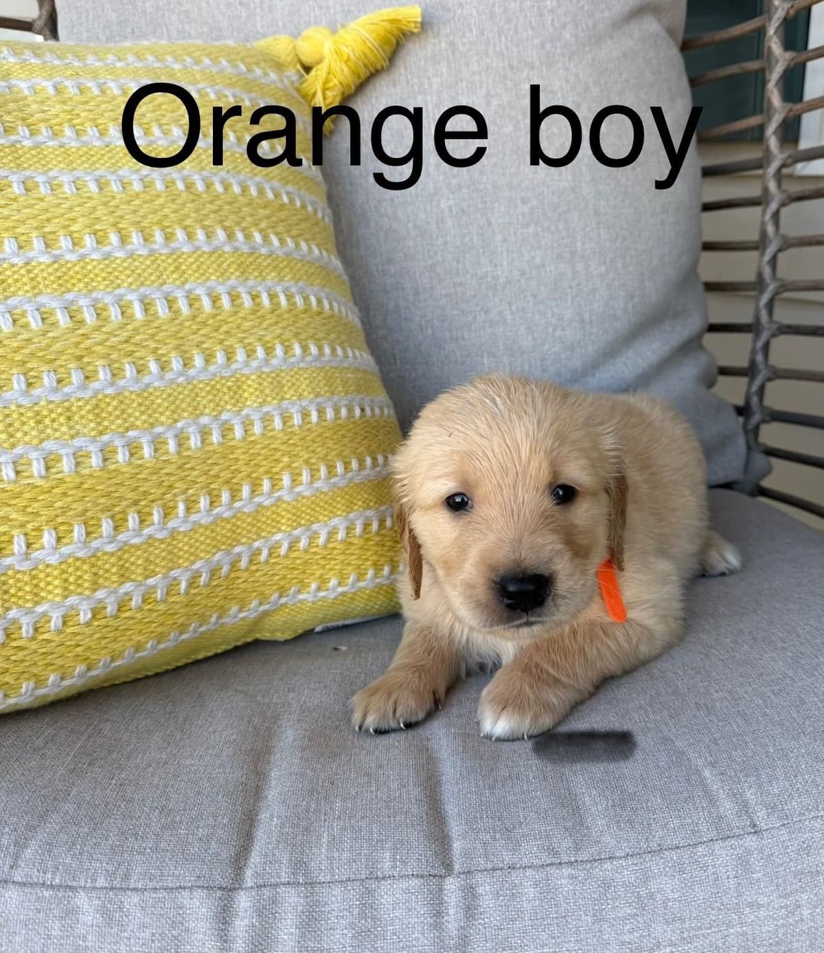 Golden Retriever Puppies breeder image 18