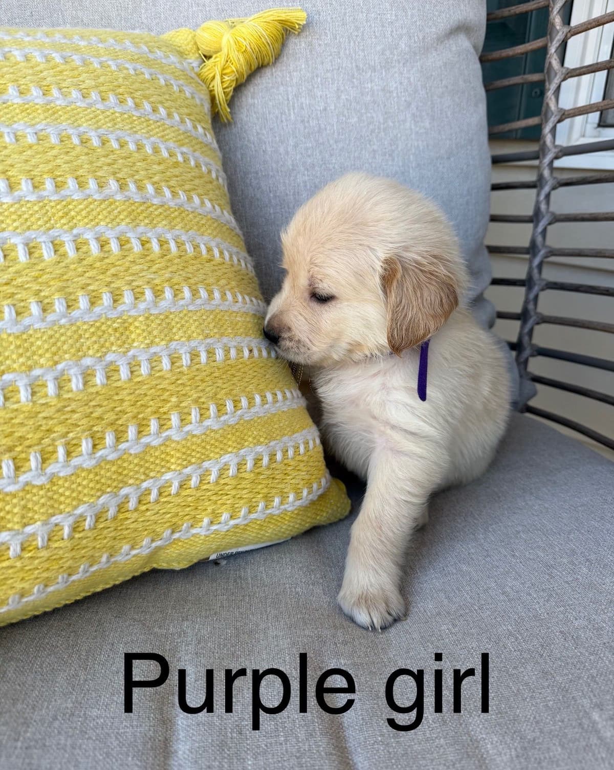 Golden Retriever Puppies breeder image 19