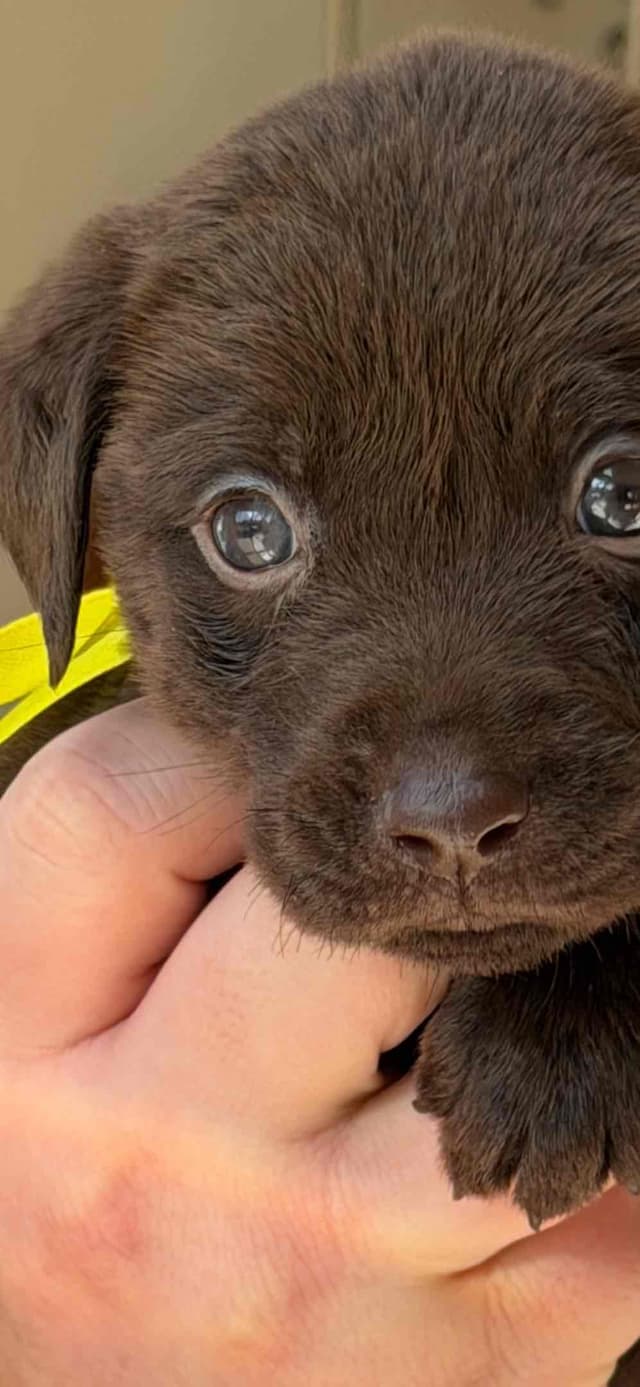 AKC Labrador Retriever Puppies media 3