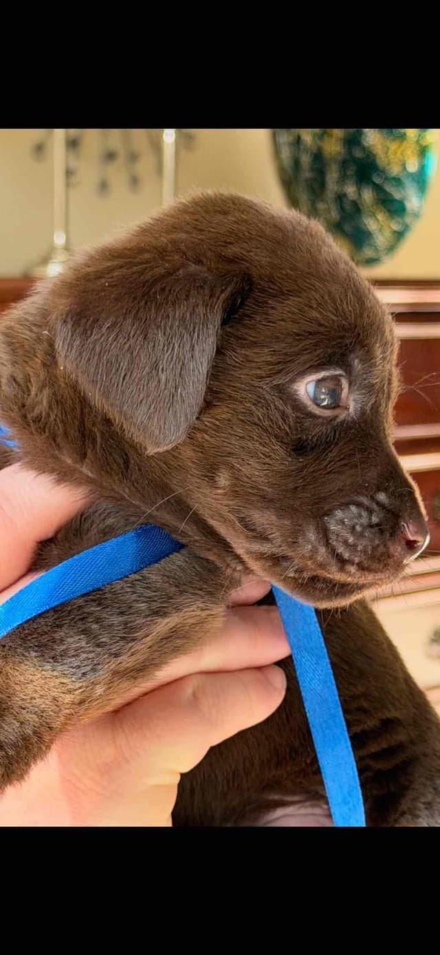 AKC Labrador Retriever Puppies media 2