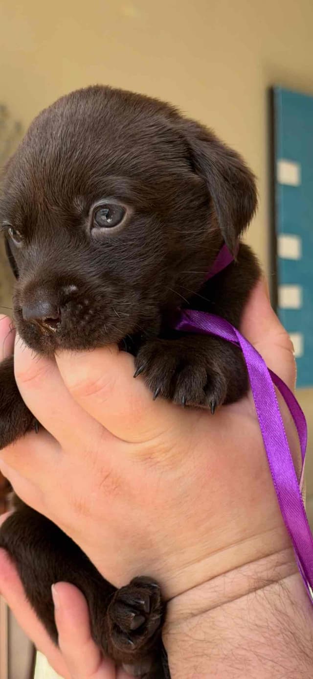 AKC Labrador Retriever Puppies media 4