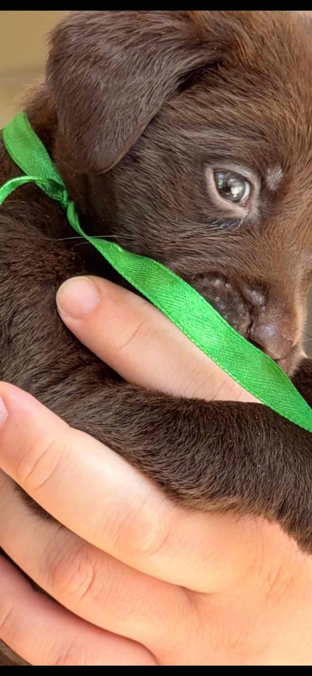 AKC Labrador Retriever Puppies media 5