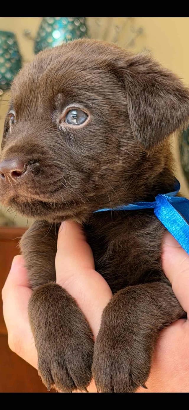 AKC Labrador Retriever Puppies media 7