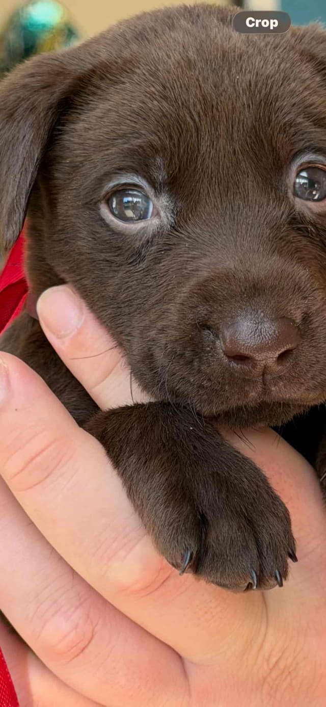 AKC Labrador Retriever Puppies media 10
