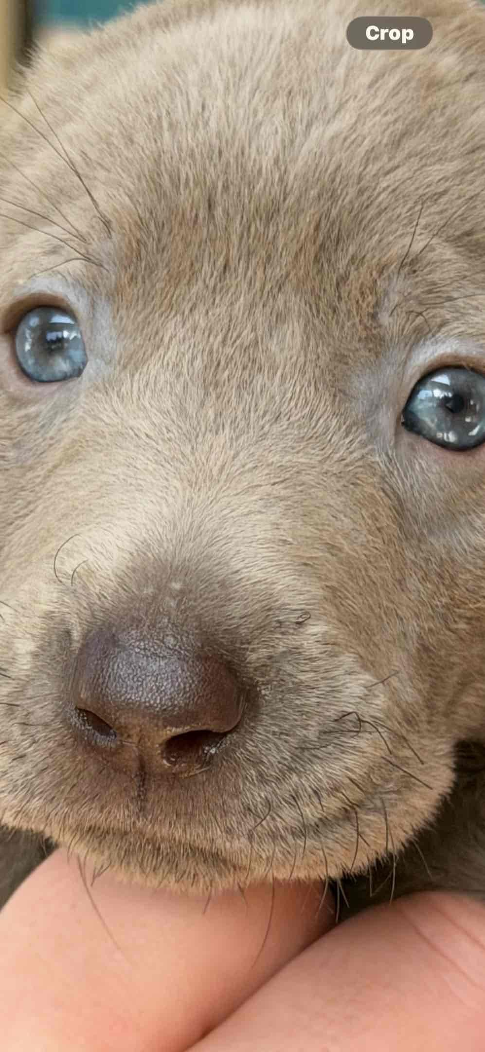 AKC Labrador Retriever Puppies breeder image 1