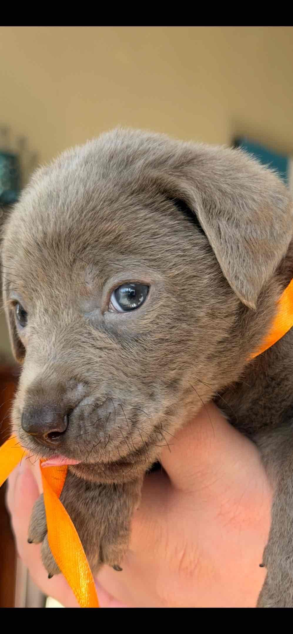 AKC Labrador Retriever Puppies breeder image 5