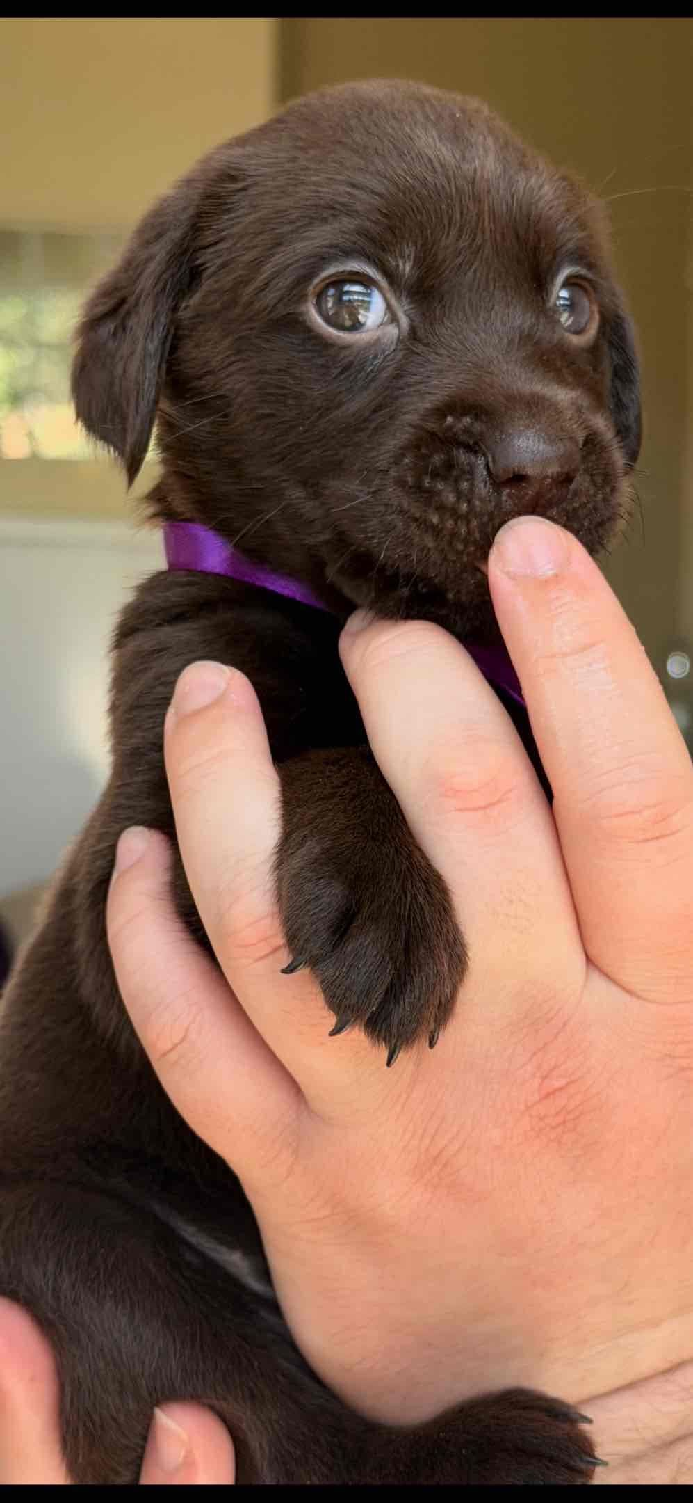 AKC Labrador Retriever Puppies breeder image 4