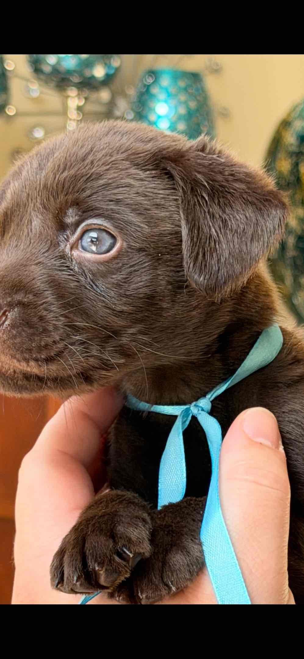AKC Labrador Retriever Puppies breeder image 6