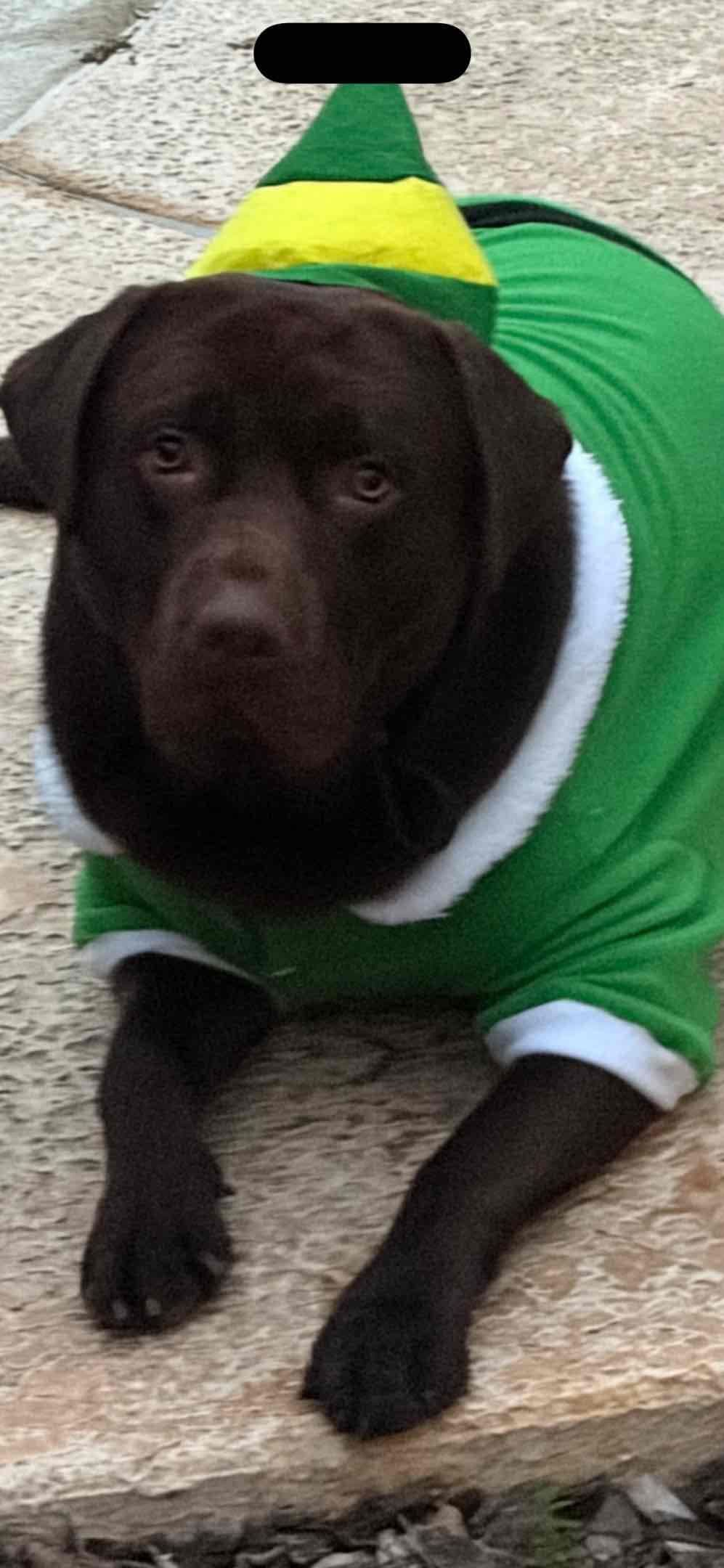 AKC Labrador Retriever Puppies breeder image 10