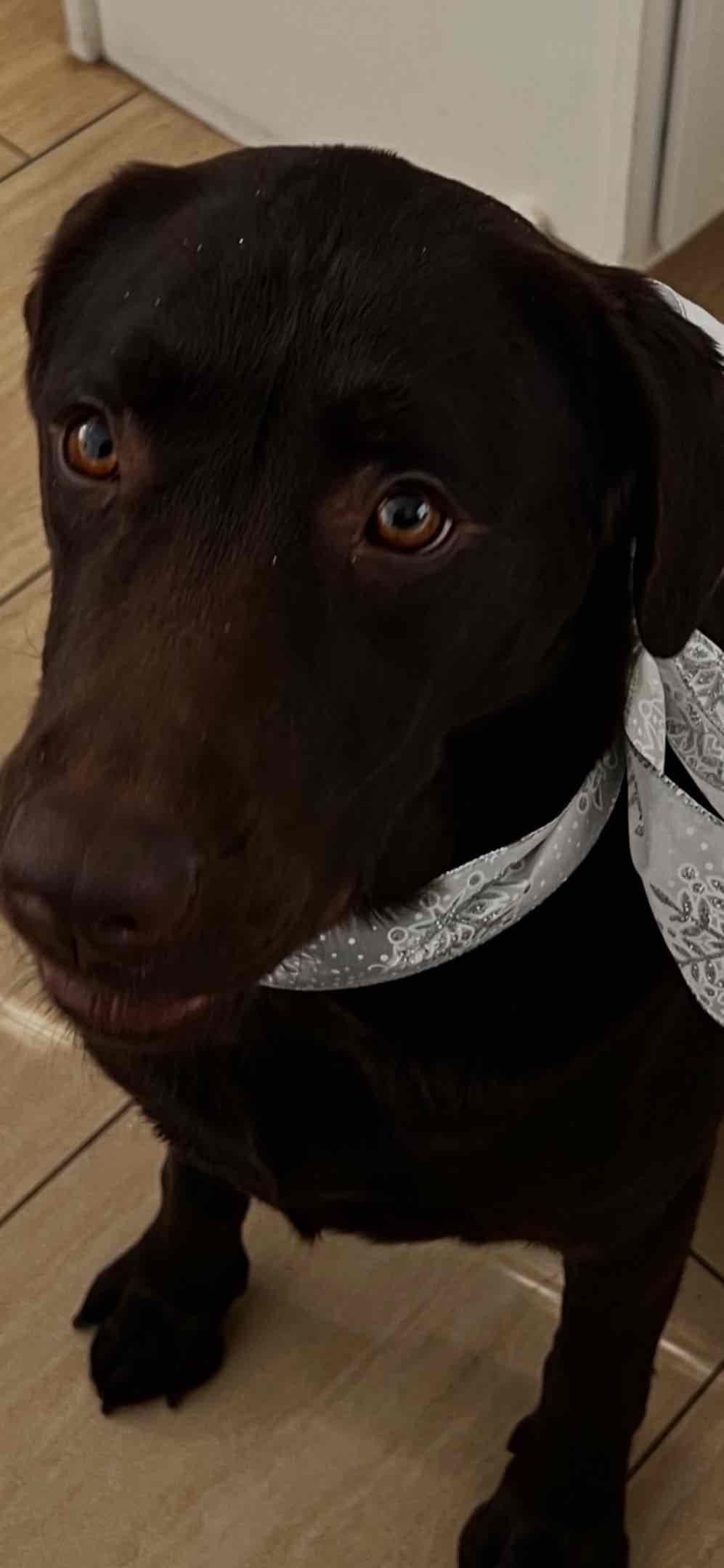 AKC Labrador Retriever Puppies breeder image 12