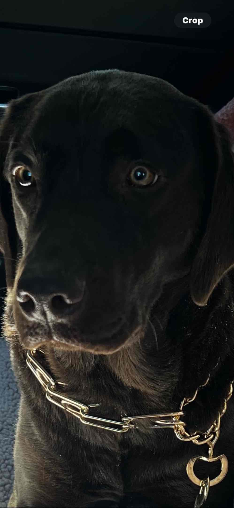AKC Labrador Retriever Puppies breeder image 14