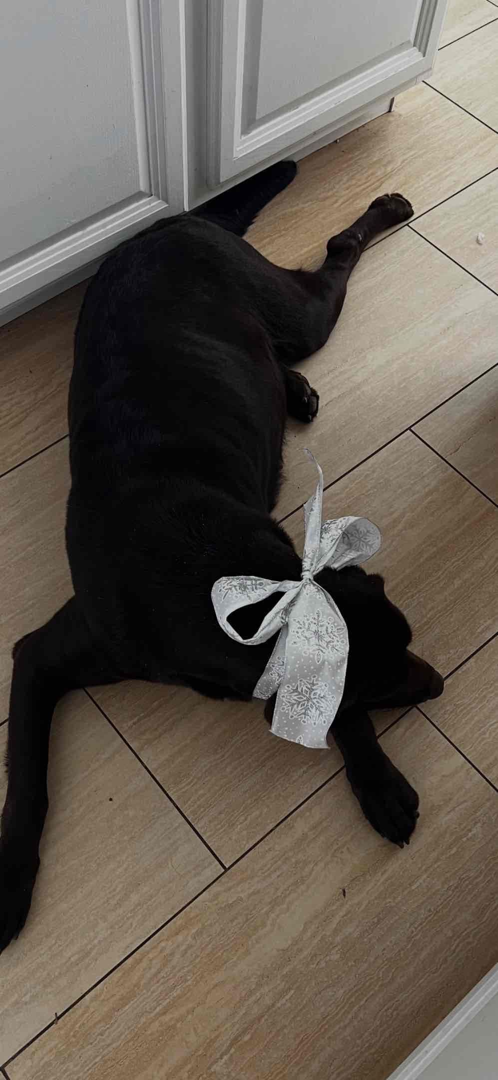 AKC Labrador Retriever Puppies breeder image 13