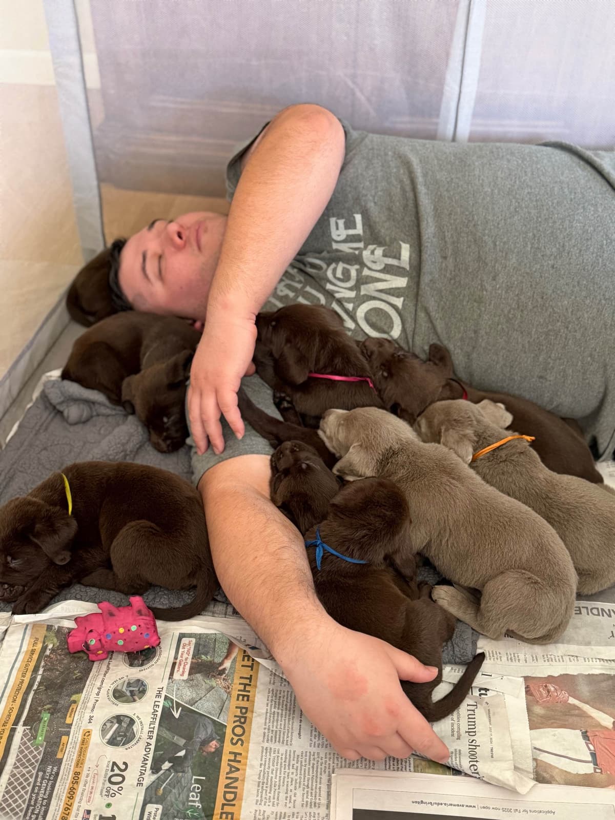 AKC Labrador Retriever Puppies breeder image 16