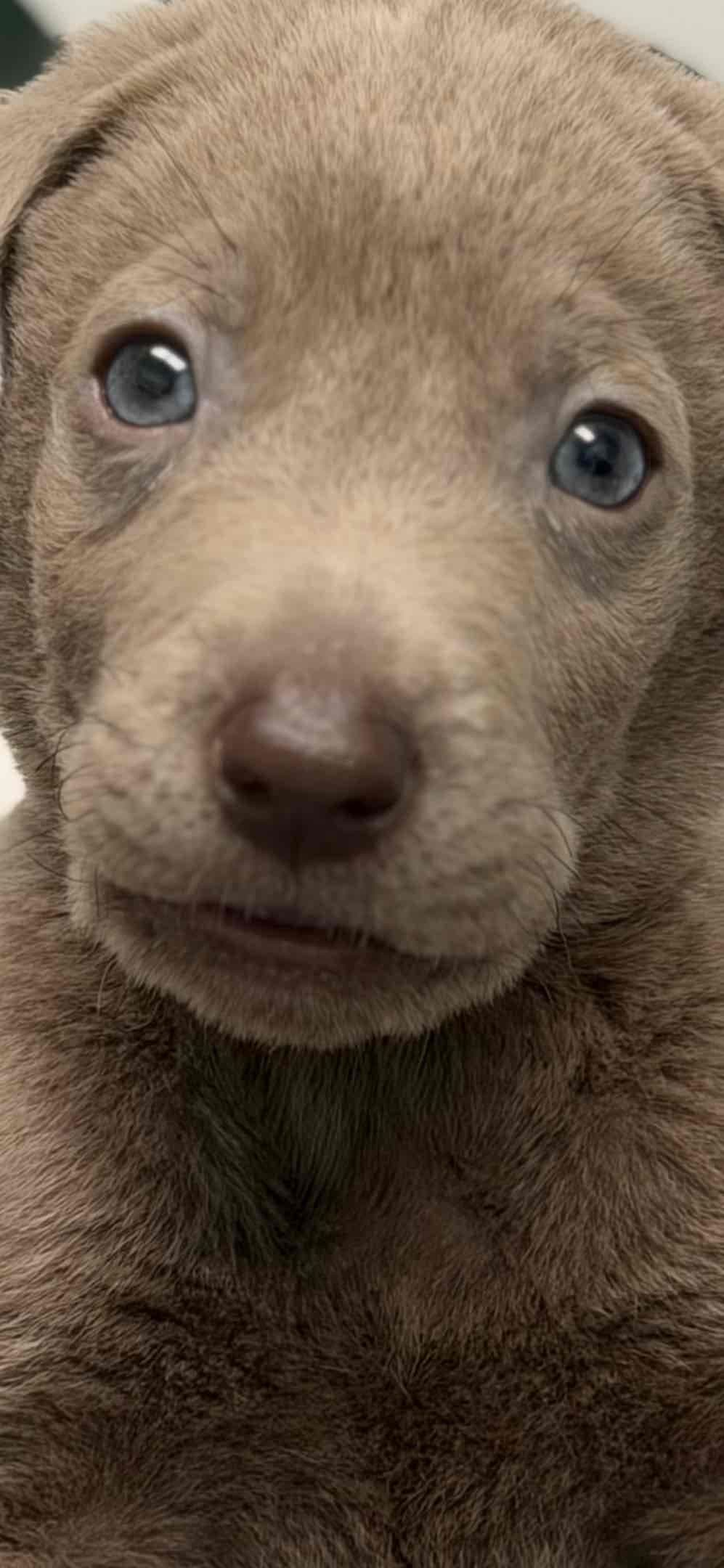 AKC Labrador Retriever Puppies breeder image 17