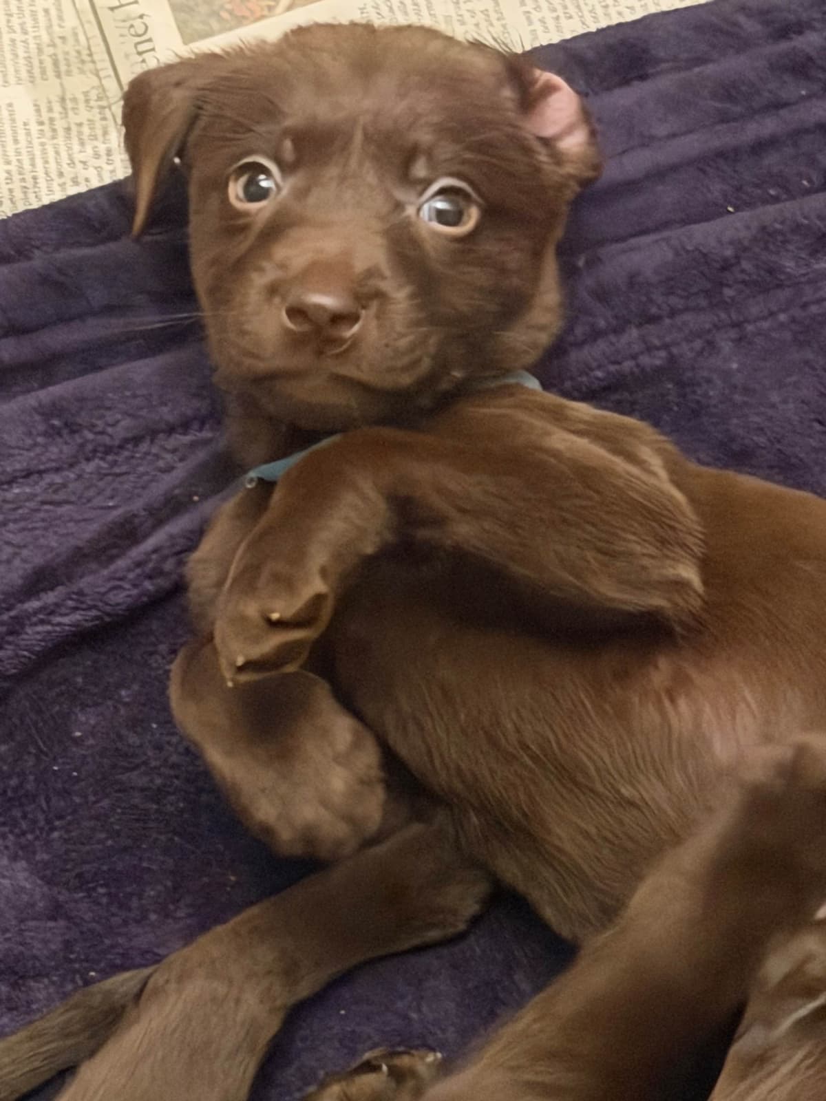 AKC Labrador Retriever Puppies breeder image 18