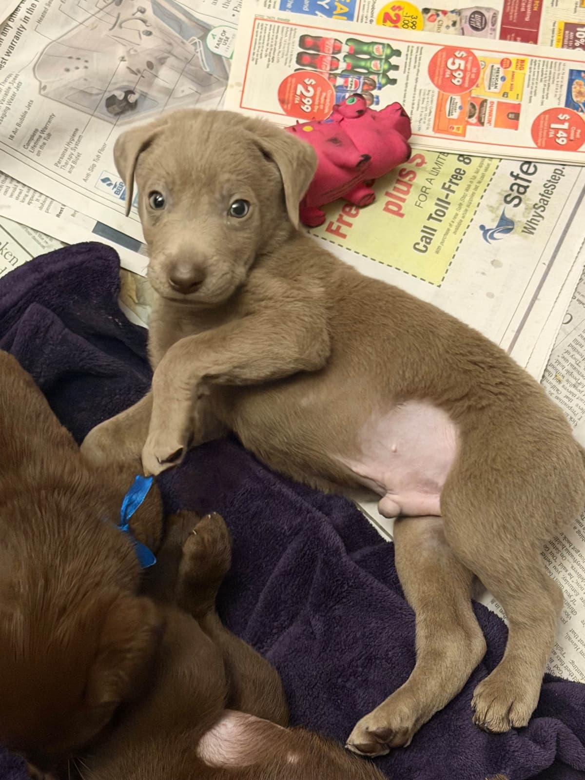 AKC Labrador Retriever Puppies breeder image 19