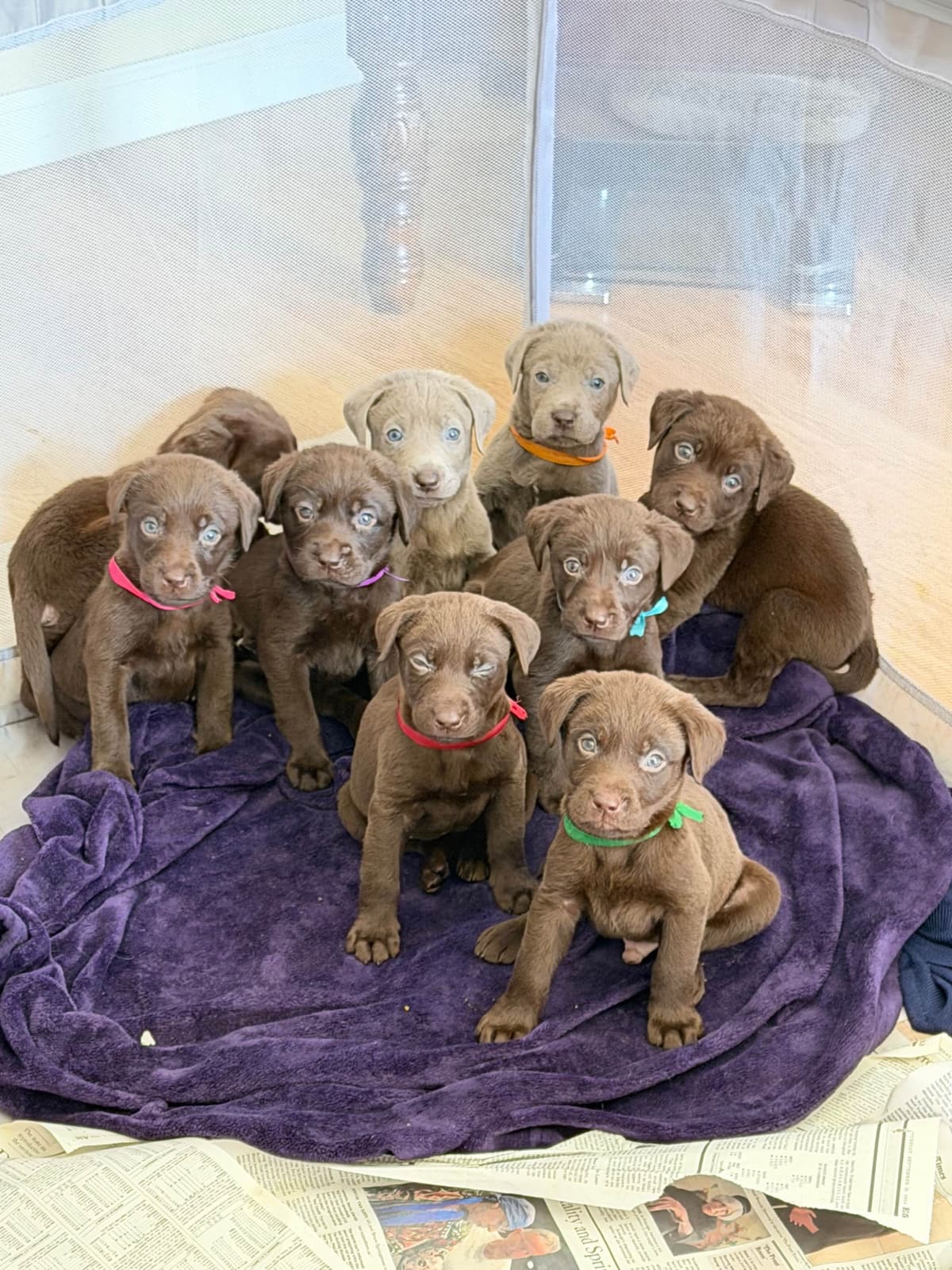 AKC Labrador Retriever Puppies breeder image 20