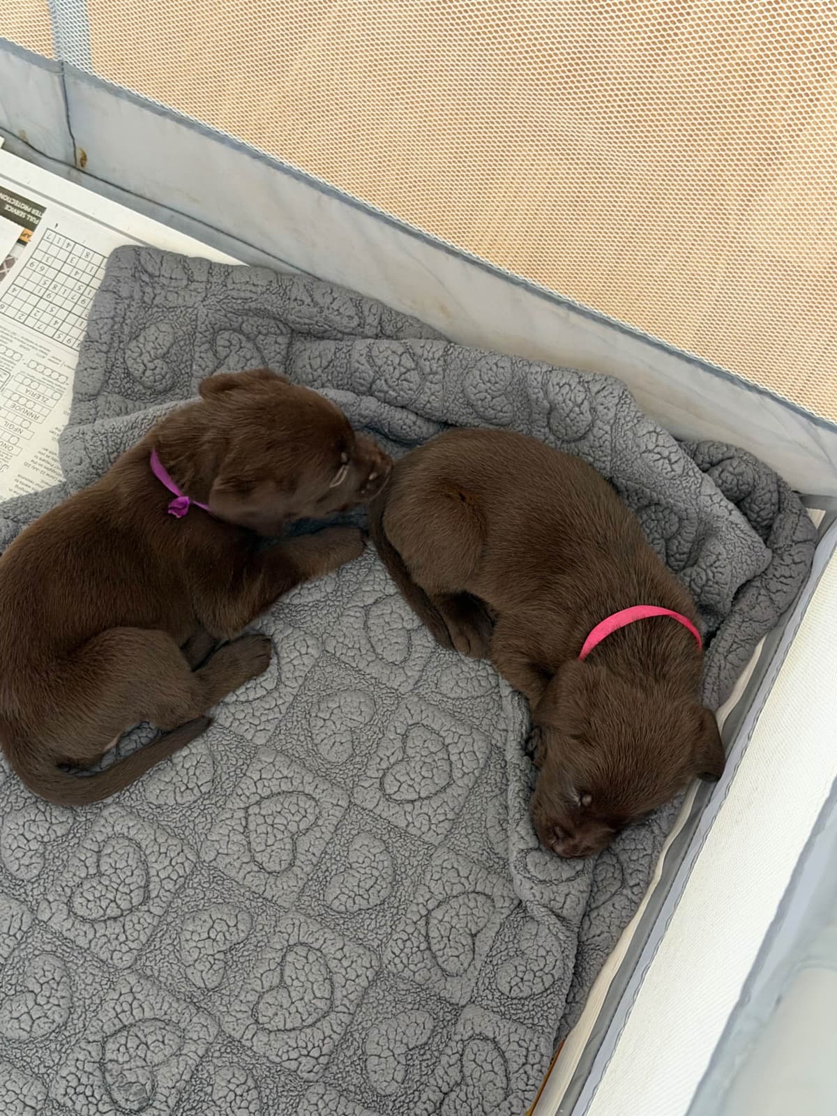 AKC Labrador Retriever Puppies breeder image 22