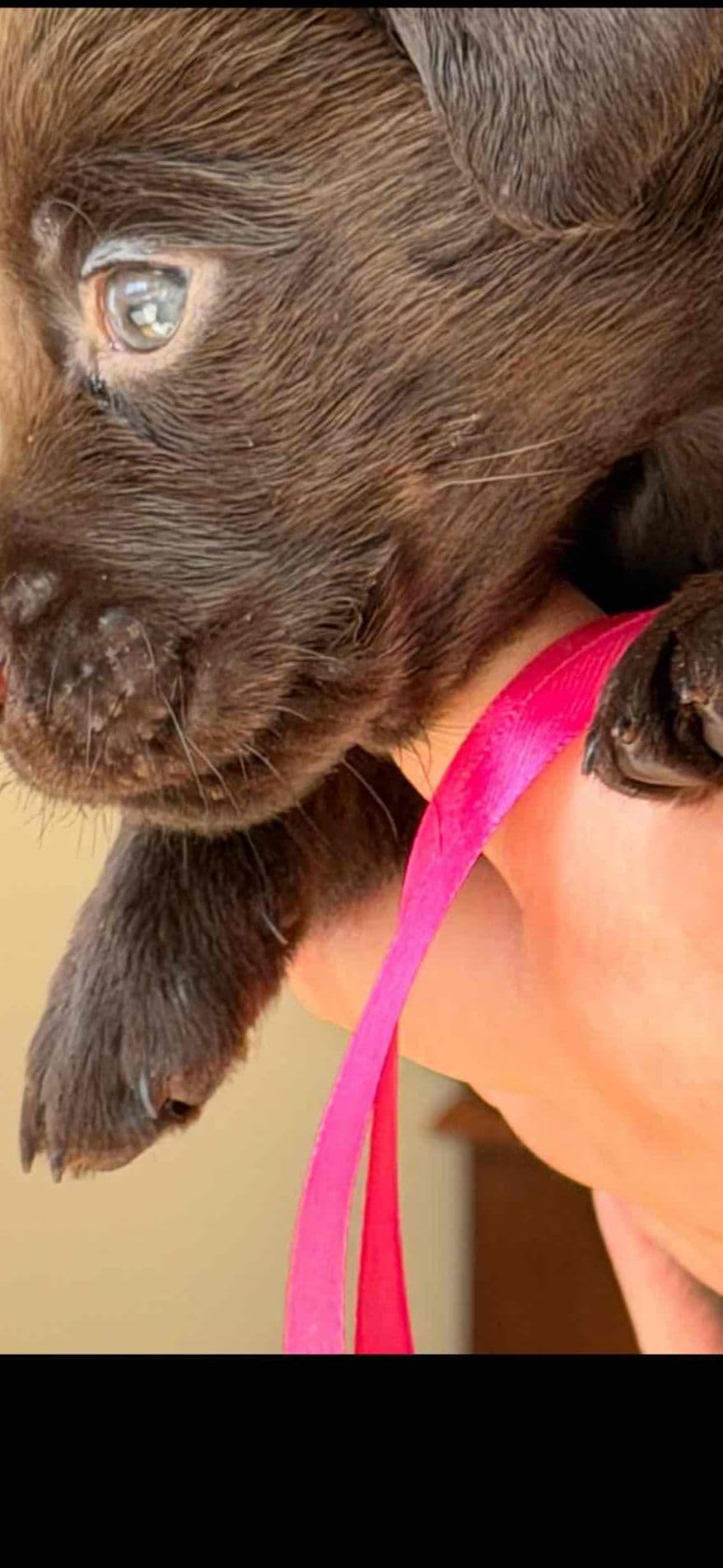 AKC Labrador Retriever Puppies breeder image 21