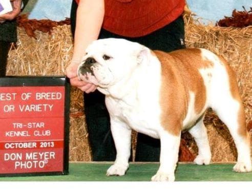 Bulldog Puppies One Female breeder image 1