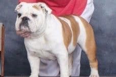 Bulldog Puppies One Female breeder image 3