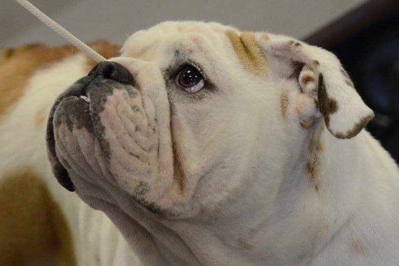 Bulldog Puppies One Female breeder image 4