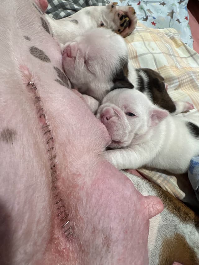 Bulldog Puppies One Female media 2
