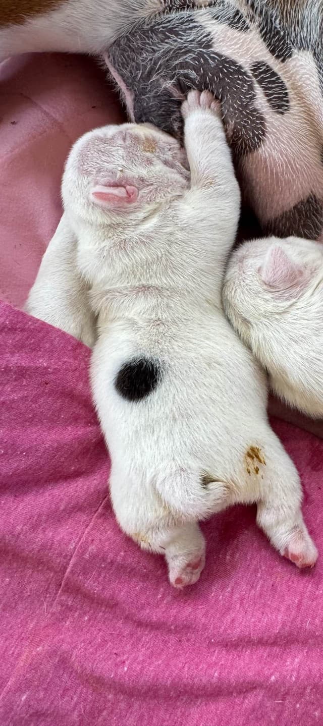 Bulldog Puppies One Female media 3