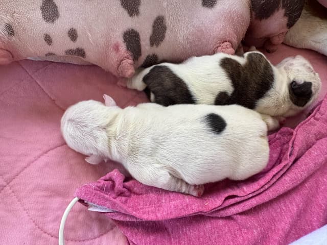 Bulldog Puppies One Female media 4