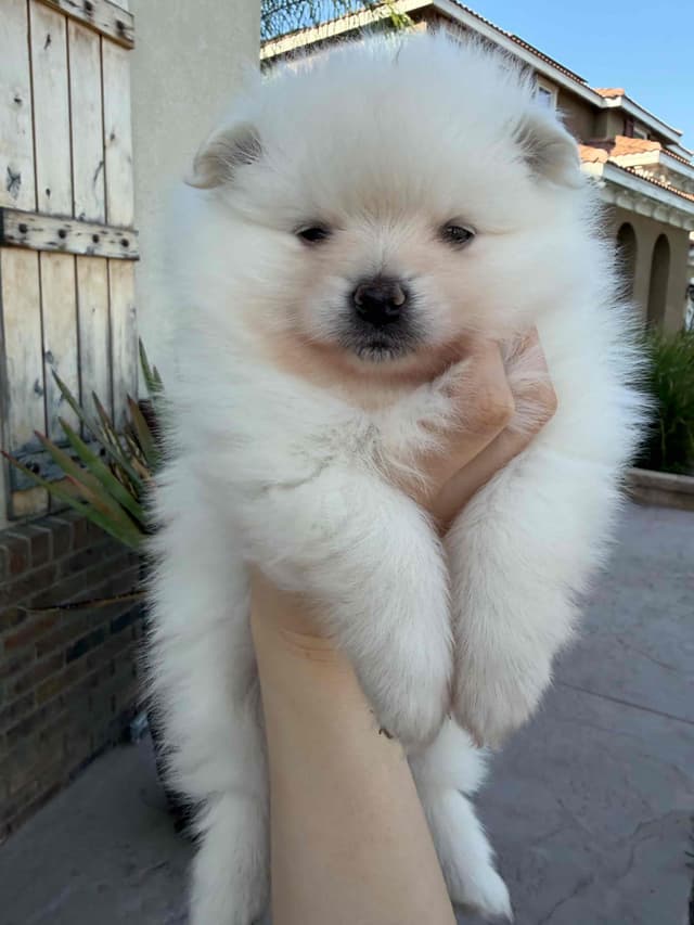 Pomeranian Puppies media 2
