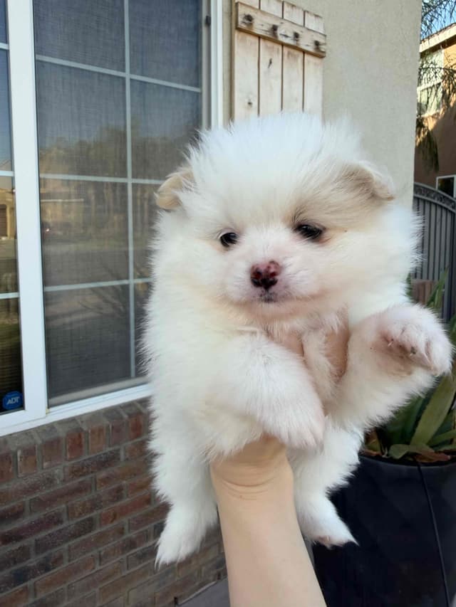 Pomeranian Puppies media 3