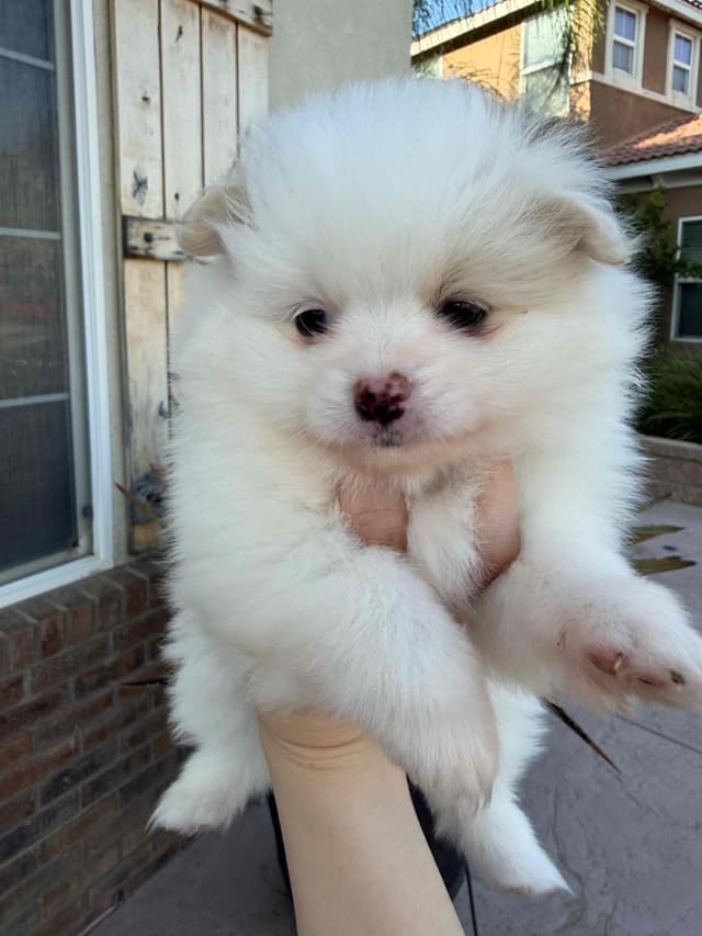 Pomeranian Puppies media 4