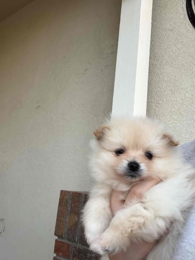 Pomeranian Puppies media 5