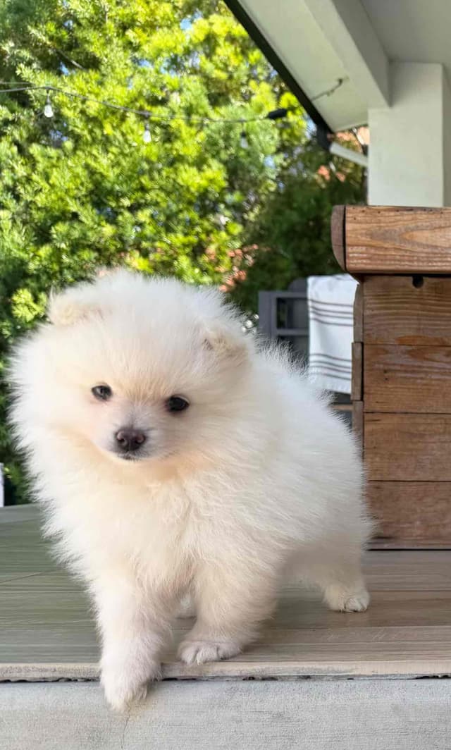 Pomeranian Puppies media 8