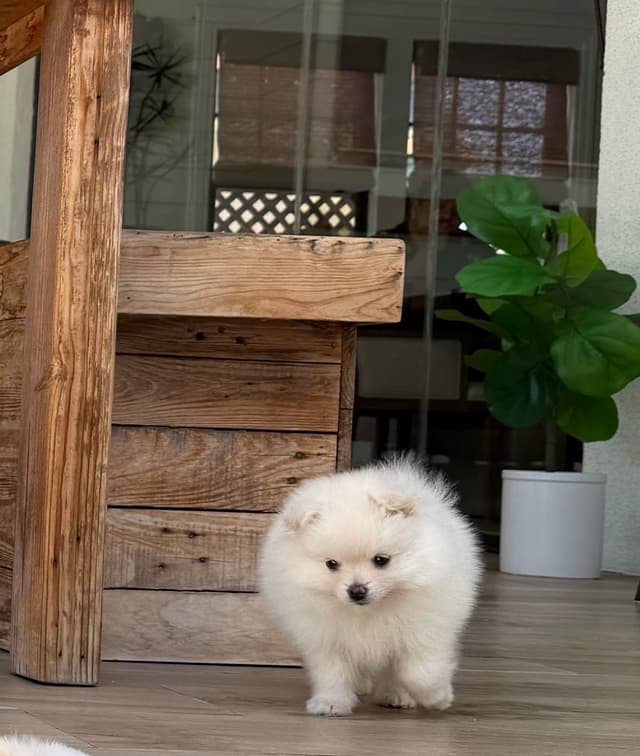 Pomeranian Puppies media 9
