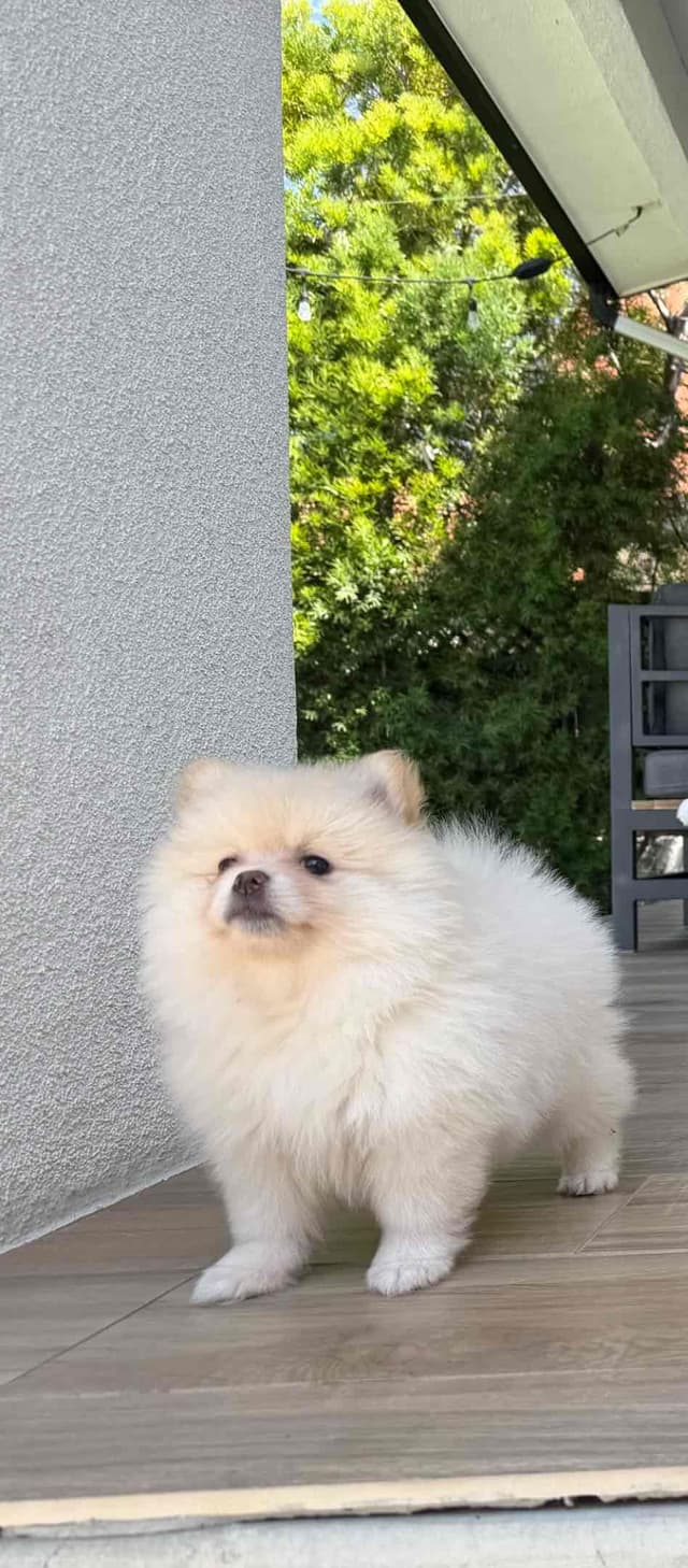 Pomeranian Puppies media 10