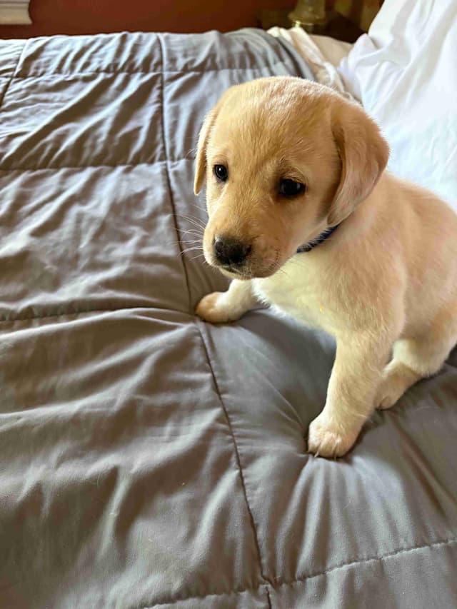 Labrador Retriever Puppies media 3