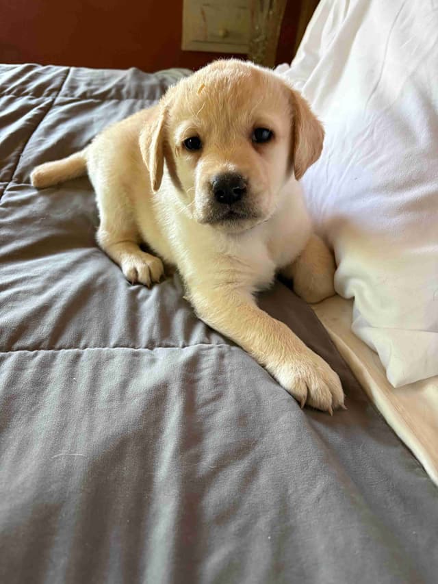 Labrador Retriever Puppies media 4