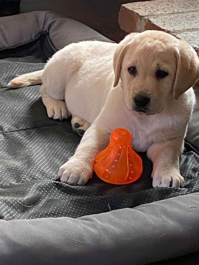 Labrador Retriever Puppies media 5