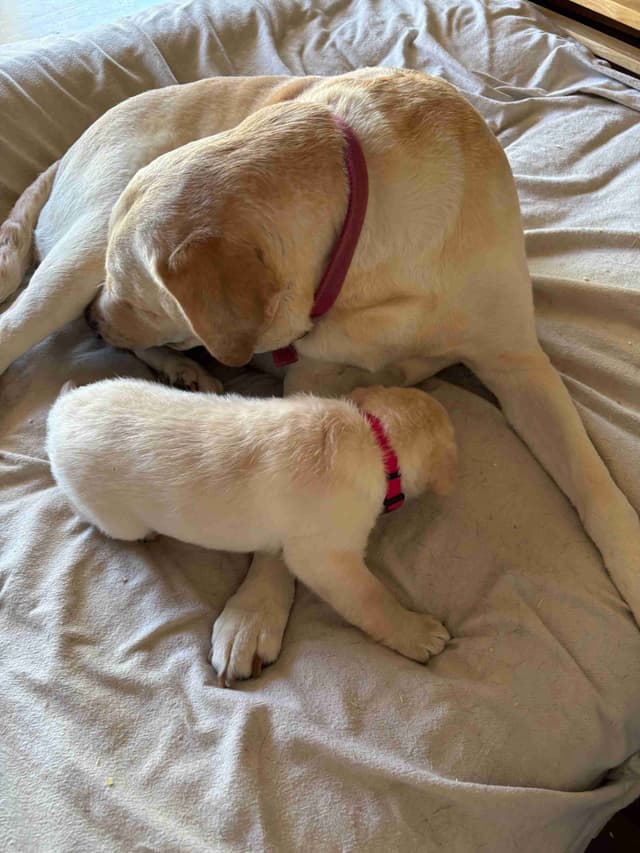 Labrador Retriever Puppies media 2
