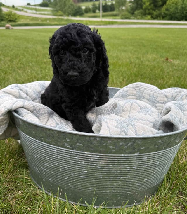 Poodle Puppies media 2