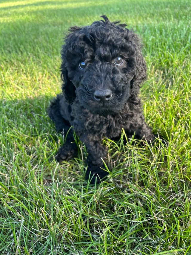 Poodle Puppies media 3