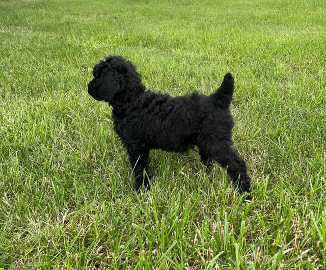 Poodle Puppies media 4