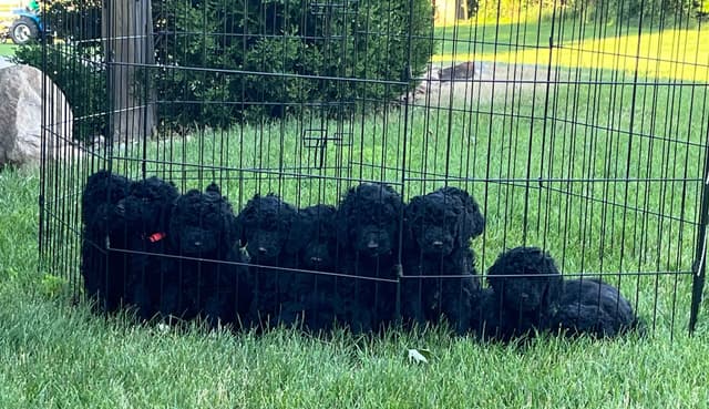 Poodle Puppies media 5