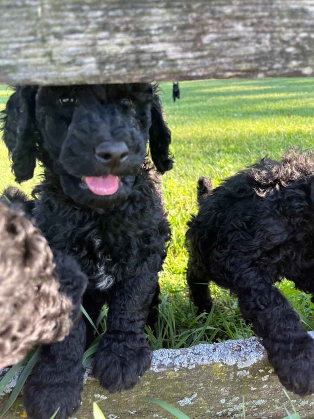 Poodle Puppies media 6