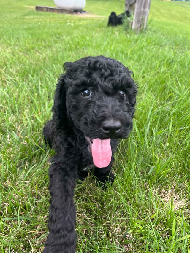Poodle Puppies media 8